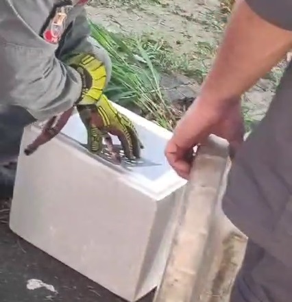 Cobra é encontrada dentro de banheiro de casa no bairro Ponte Preta