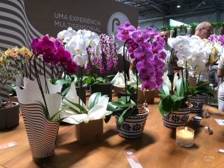 Embalagem perfumada de orquídea e planta pet são destaques na maior feira do setor