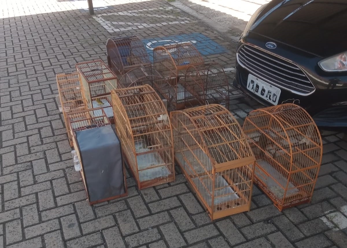 GM apreende 11 aves silvestres mantidas ilegalmente em residência de Valinhos 