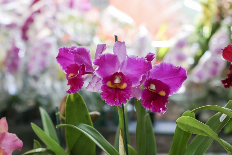 5º Festival de Orquídeas e Flores acontece de sexta (7) à domingo (9) em Campinas 