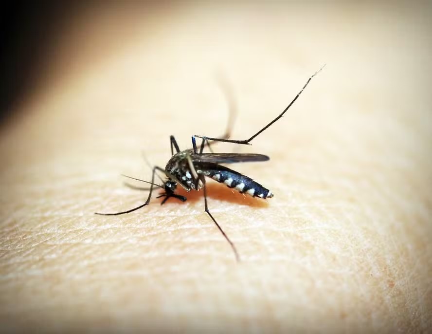 Americana confirma 1ª morte por dengue no município em 2026 