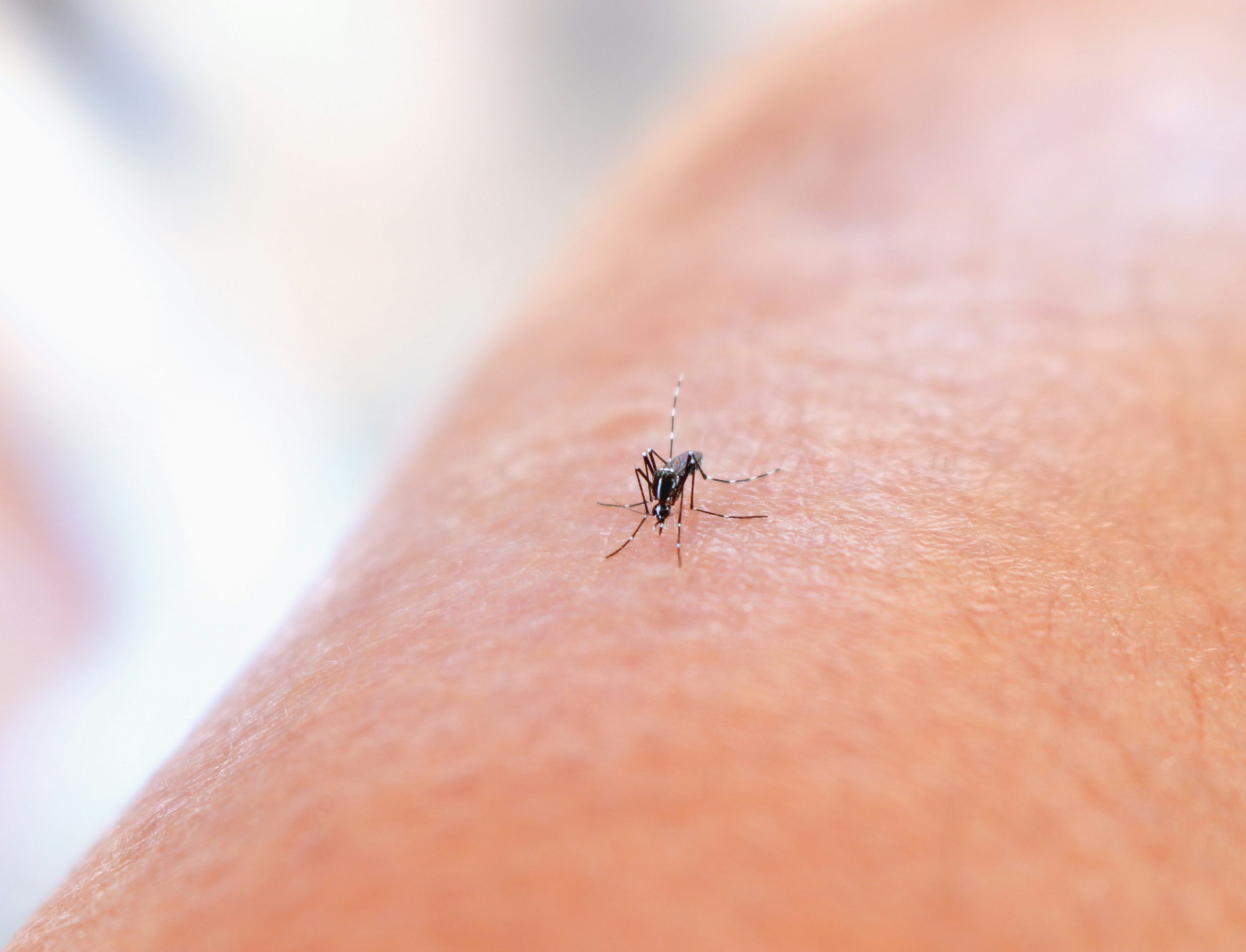 Indaiatuba confirma mais uma morte por dengue; são 11 neste ano