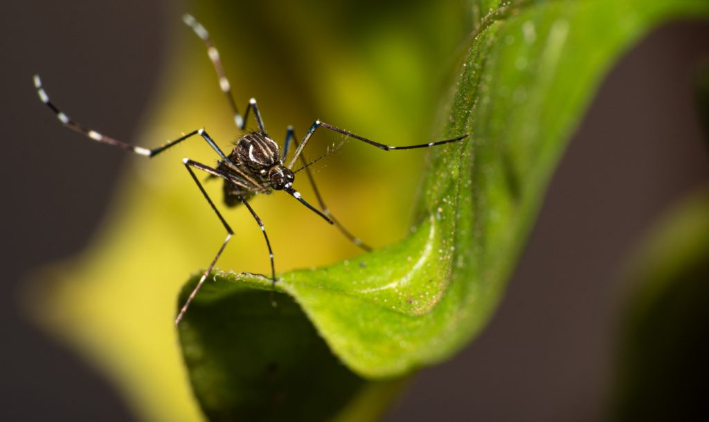 dengue