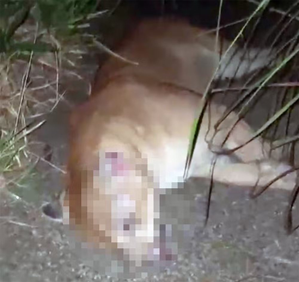 Onça-parda é atropelada e morre em rodovia de Limeira