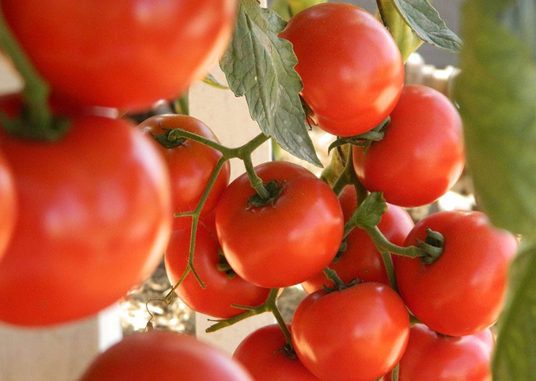 Tomate é o vilão da vez, e cesta básica em Campinas vai para mais de R$ 800