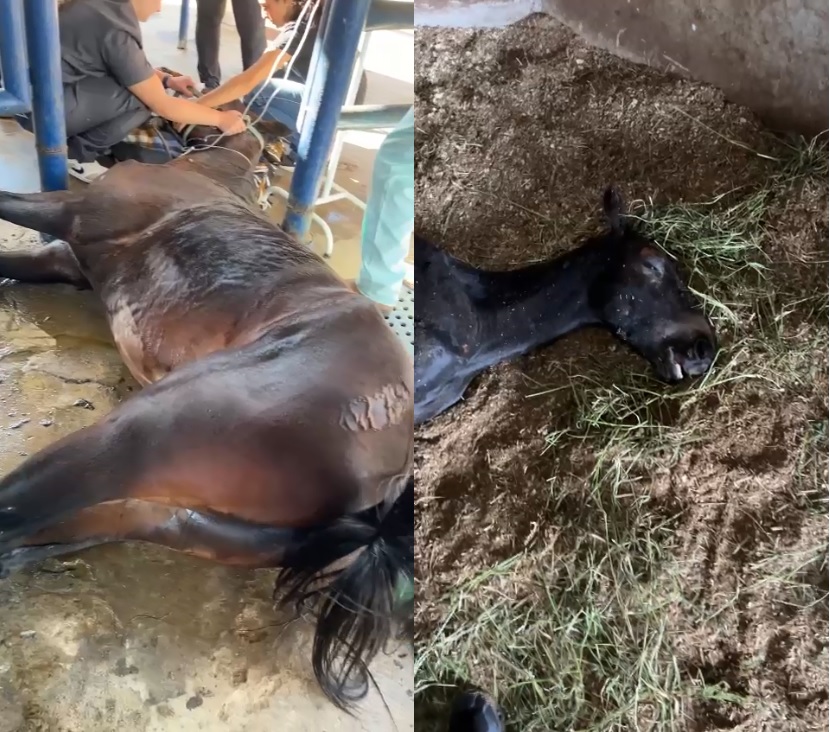 Ministério da Agricultura manda recolher rações para cavalos após mortes em Indaiatuba