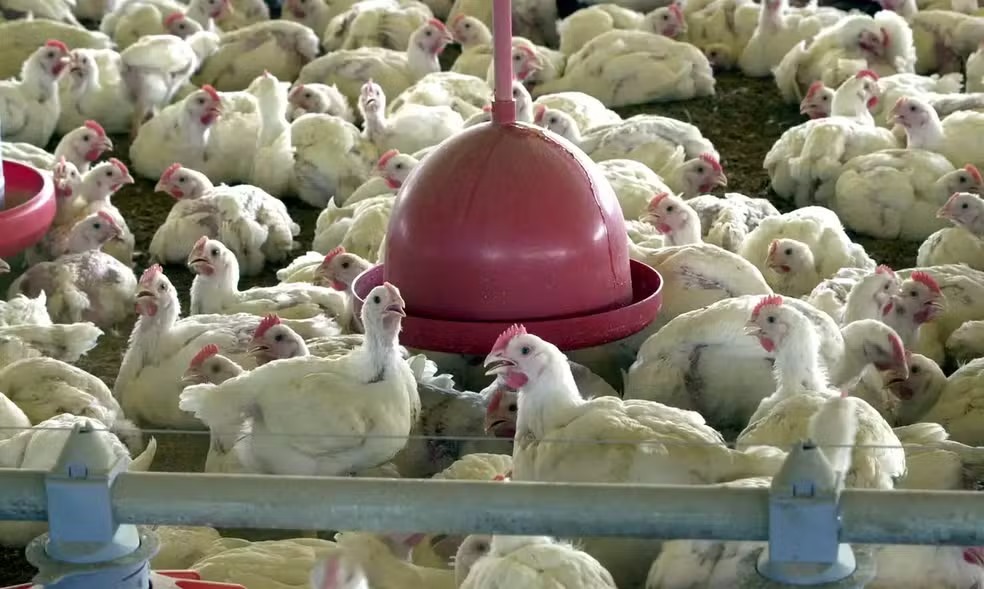 Laboratório de segurança máxima em Campinas identificou o primeiro caso de gripe aviária em granja comercial no Brasil