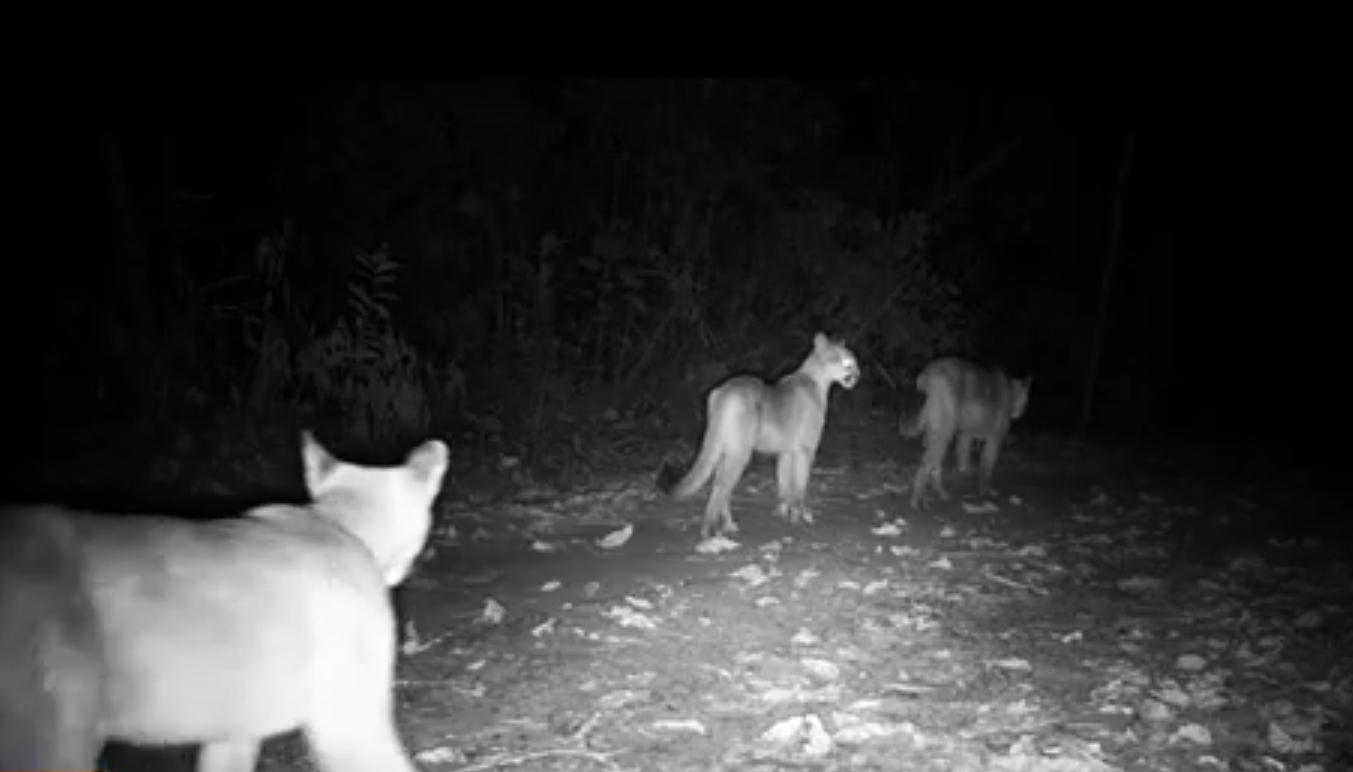 Mata de Santa Genebra divulga imagem rara de mamãe onça com filhotes