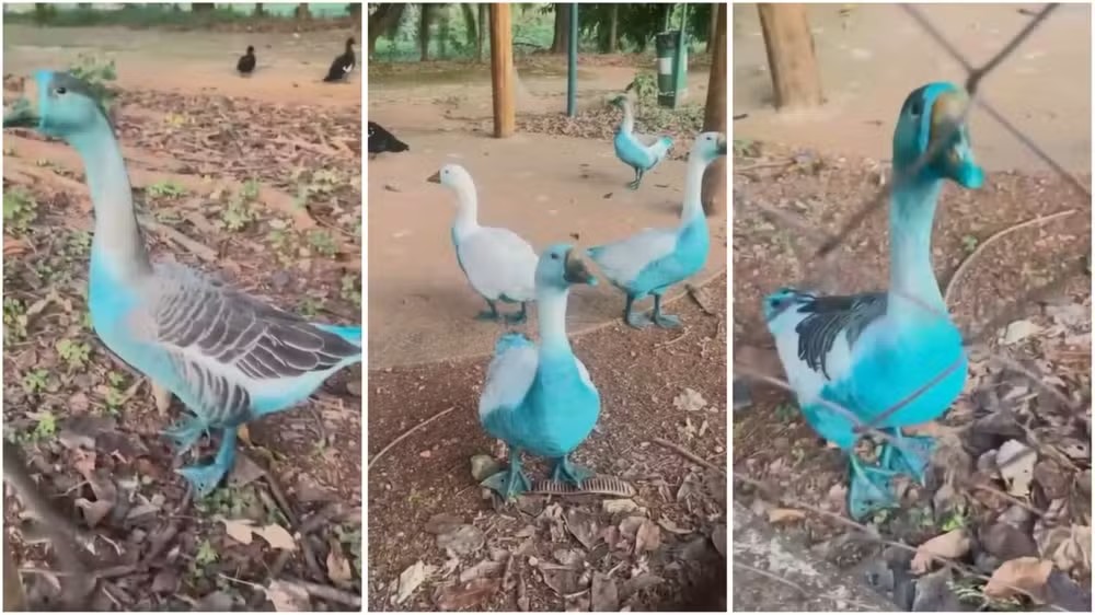 MP apura vazamento de corante que atingiu parque em Jundiaí e afeta captação de água em Indaiatuba