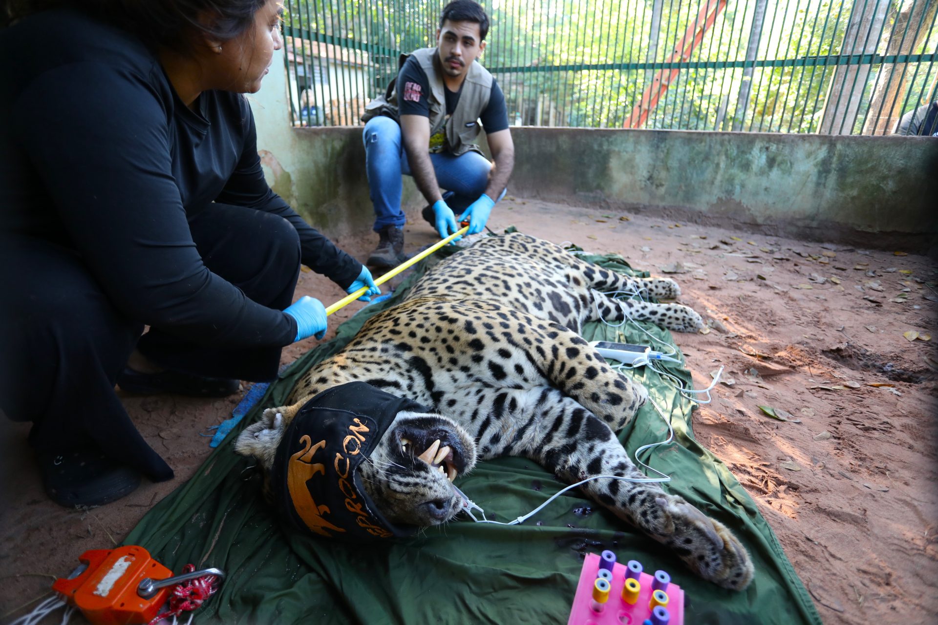 Onça-pintada suspeita de matar caseiro no Pantanal é transferida para instituto em Amparo 