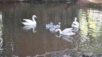 Parque Ecológico de Americana recebe novos animais; veja imagens