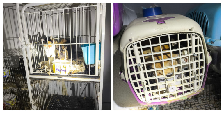 Polícia encontra casa com mais de 50 gatos e outros animais em situação de maus-tratos em Piracicaba