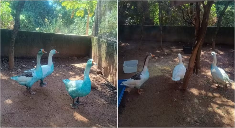 Após acidente que tingiu animais de azul, empresas são multadas em Jundiaí