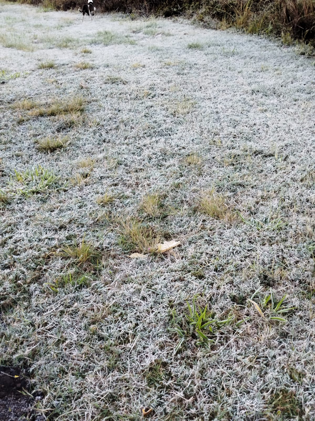 Ar polar provoca geada na região e perdas na agricultura são contabilizadas