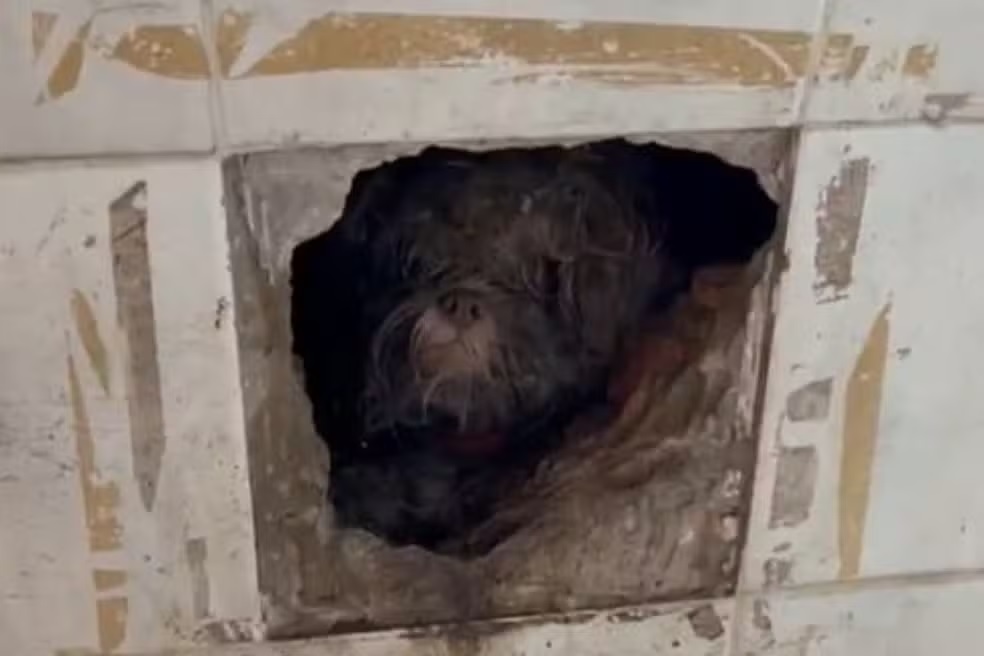 Crianças agridem cachorro e pai é preso por abandono de incapaz e maus-tratos a animais