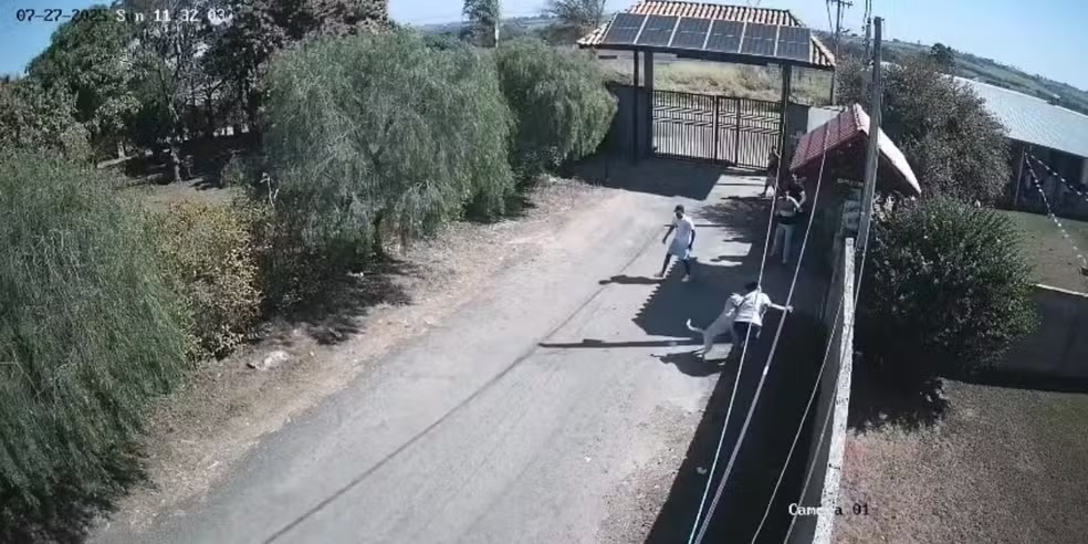 Limeira: Pitbull que atacou jovem é capturado e encaminhado para ONG