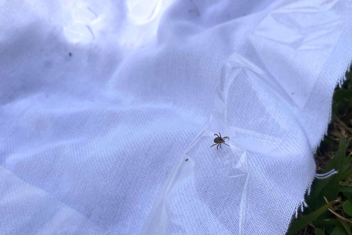 Itatiba apura caso suspeito de febre maculosa e reforça ações de prevenção