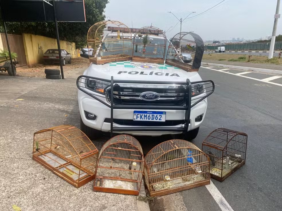 Aves silvestres são resgatadas de cativeiro em Hortolândia