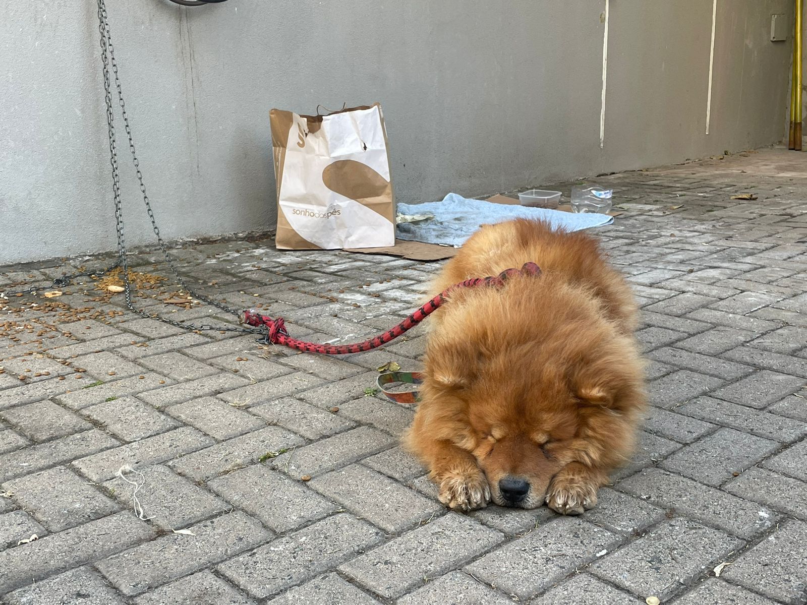 Cão encontrado no Cambuí é acolhido em clínica odontológica