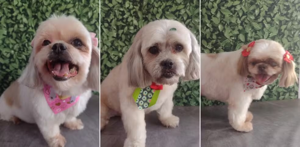Cachorros morrem em carro de pet shop em Americana