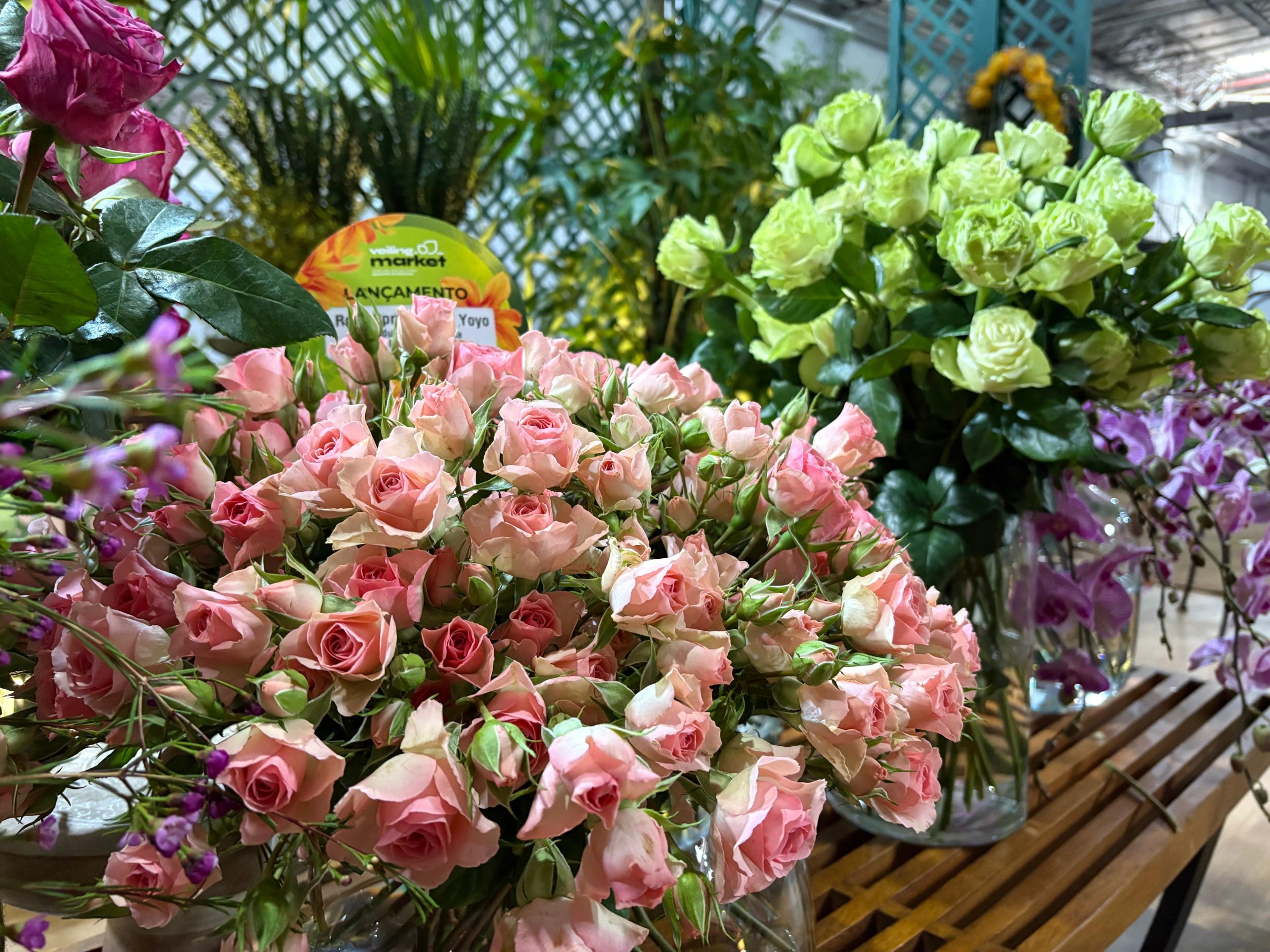 Com a força de Holambra, floricultores apostam na flora brasileira para o final de ano