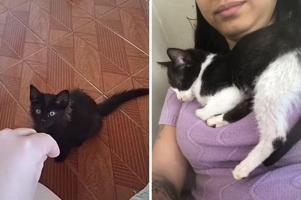 Oito gatos morrem após castrações oferecidas pela Prefeitura de Mogi Guaçu