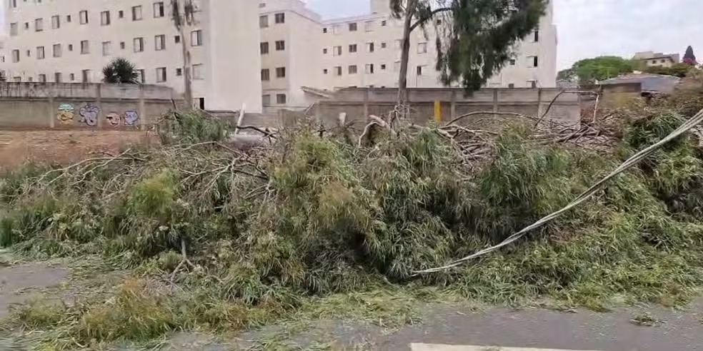 Queda de árvore bloqueia totalmente avenida na Vila Industrial, em Campinas
