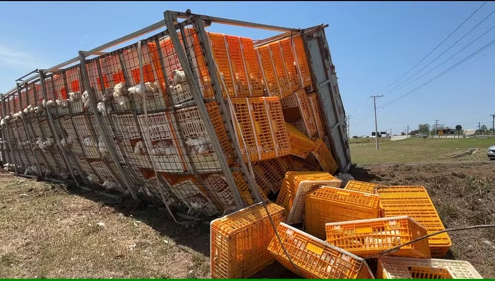Caminhão carregado com carga de frangos tomba em Piracicaba; parte das aves morreu 