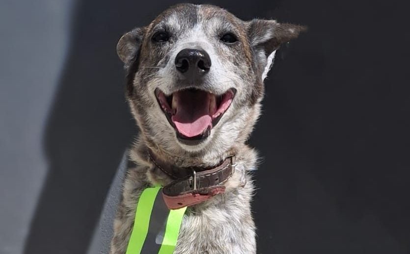 Taquaral recebe feira de adoção de animais neste domingo, veja fotos