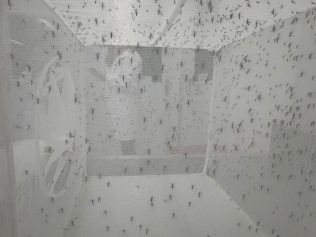 Empresa aguarda autorização da Anvisa para produzir mosquitos contra a dengue
