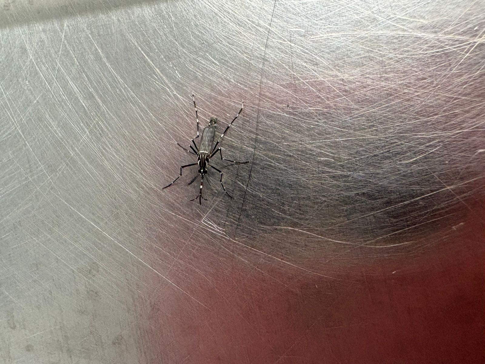 dengue