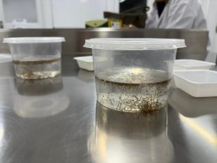 Empresa aguarda autorização da Anvisa para produzir mosquitos contra a dengue