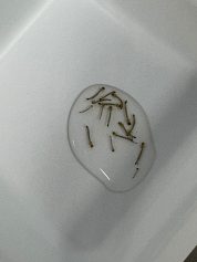 Empresa aguarda autorização da Anvisa para produzir mosquitos contra a dengue