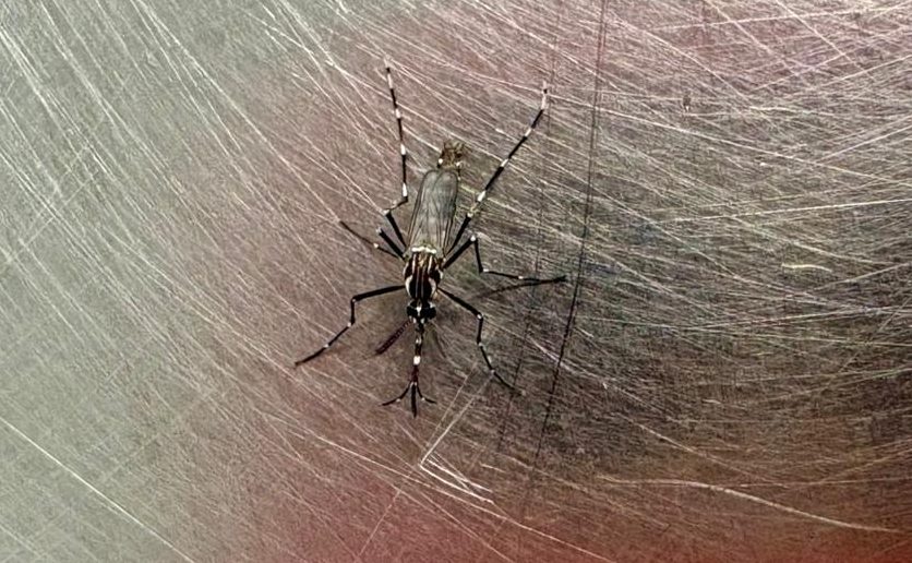 Saúde intensifica combate à dengue em 25 bairros de Campinas