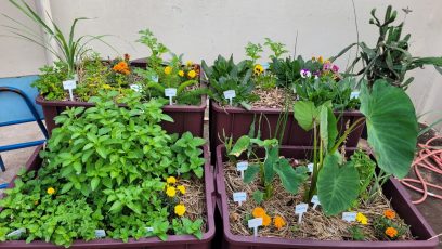 Hortas coletivas transformam comunidades em Campinas; ouça