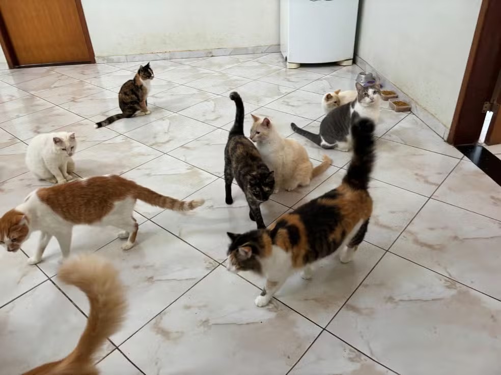 Justiça determina acolhimento de 104 gatos em Valinhos após risco de despejo  