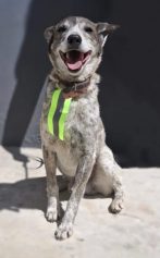 Lagoa do Taquaral terá feira de adoção de animais neste domingo; veja fotos