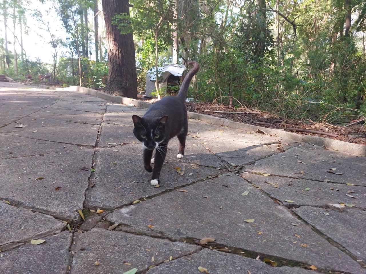 PL busca garantir proteção a animais comunitários, como os gatos da Lagoa, em Campinas