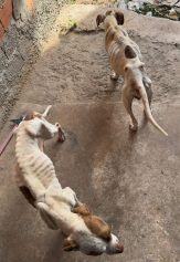 Homem é preso por maus-tratos a cães em Campinas