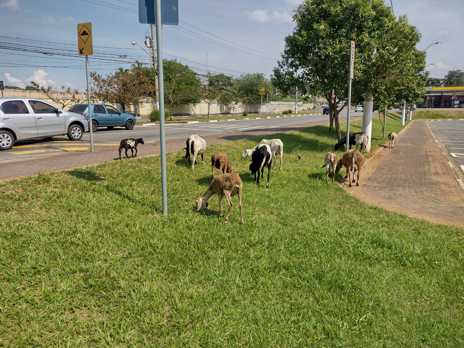 Animais soltos põem trânsito em risco no Ouro Verde