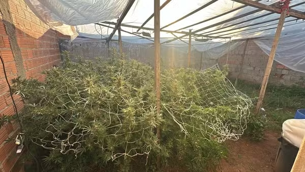 Com ajuda de drones, polícia descobre plantação de maconha em quintal e prende homem em Mogi Guaçu