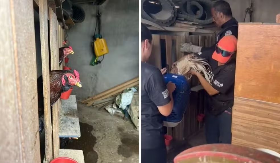 GM resgata galos com sinais de maus-tratos e prende homem em Americana