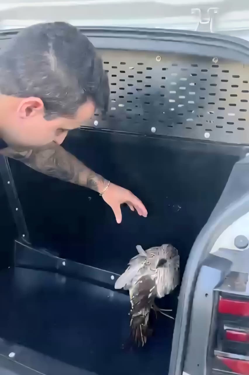 Guarda resgata ave silvestre ferida no Bosque Maria Thereza em Limeira