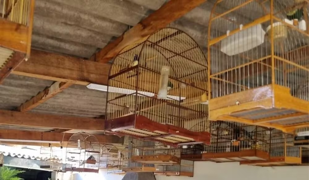 Idoso é detido com mais de 50 pássaros silvestres em Valinhos