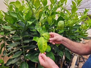 Berço mundial da laranja, centro de pesquisas do IAC estuda solução para combater o greening