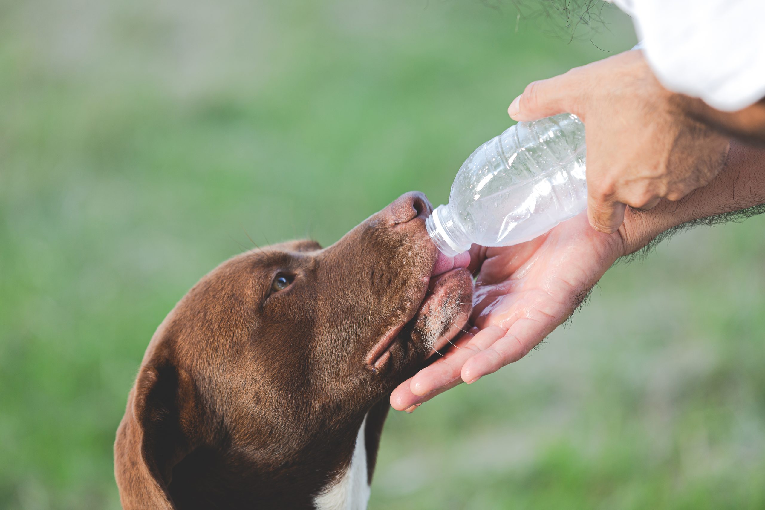 Pet News: Cuidados essenciais para a saúde dos pets no verão