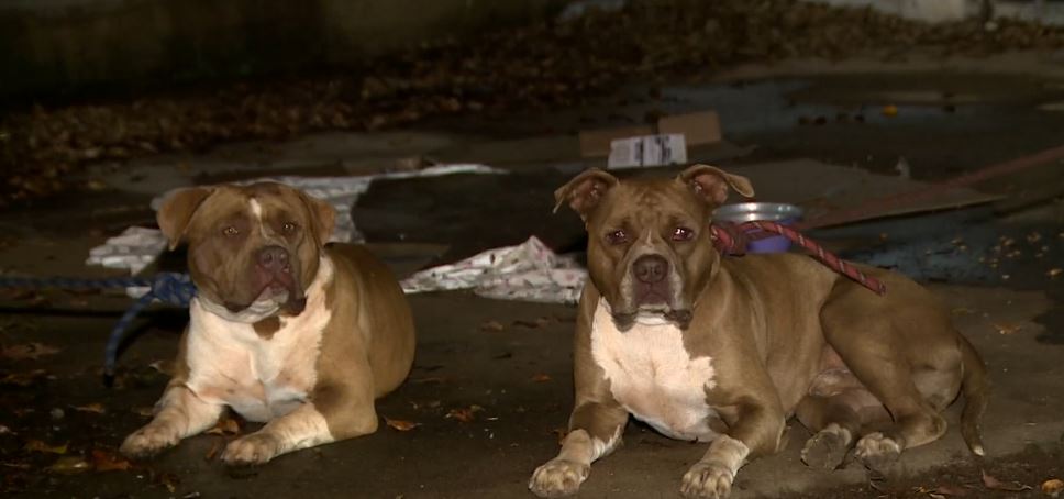Pitbulls aparecem soltos no Taquaral; responsável  informou que animais escaparam  