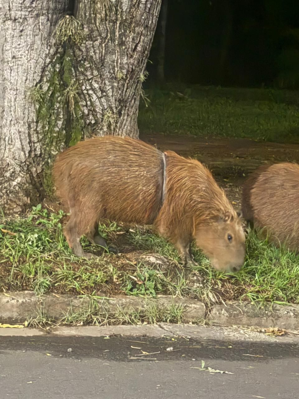 Piracicaba conclui armadilha para remover peça metálica em capivaras feridas