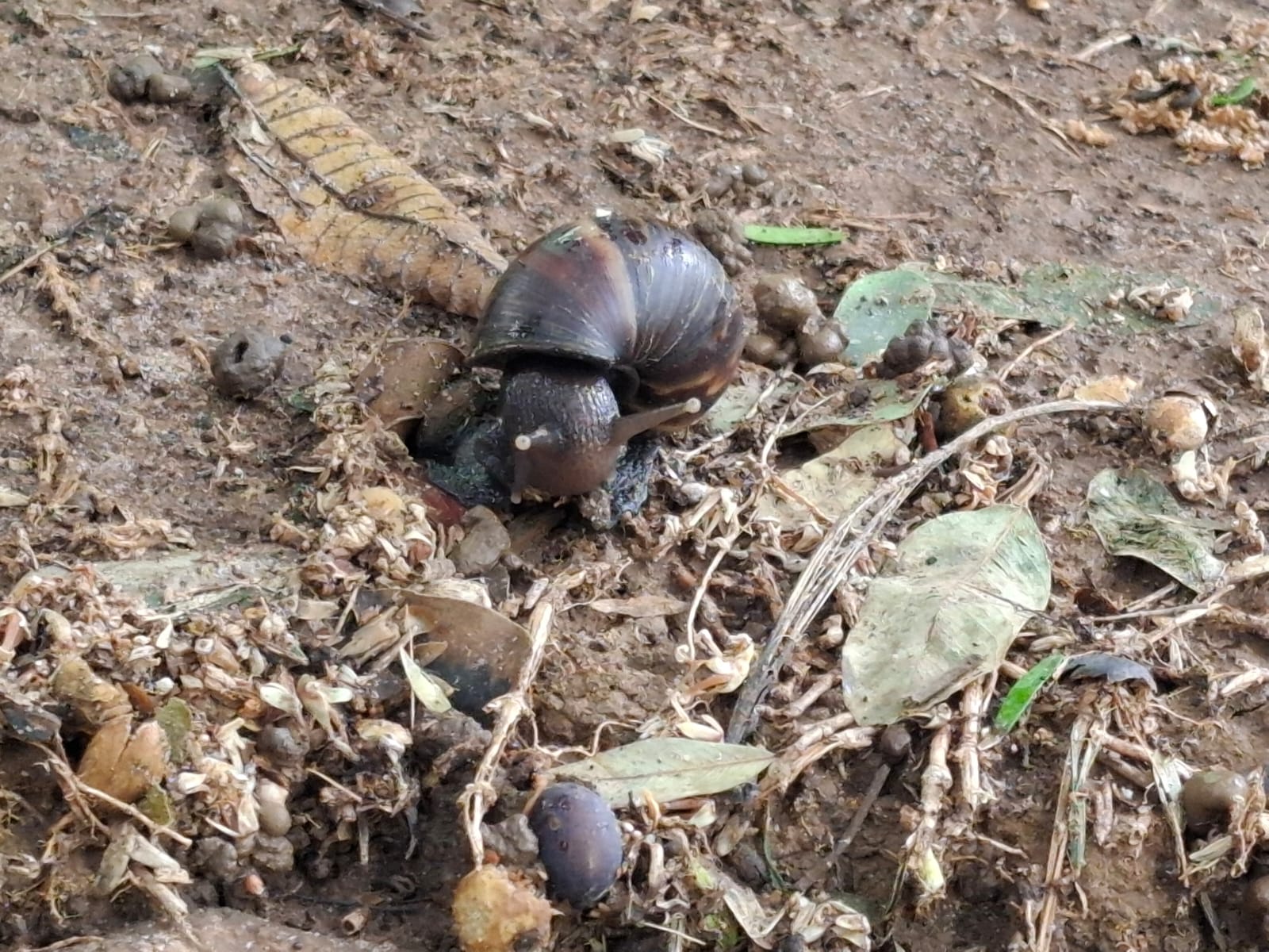 Caramujos africanos