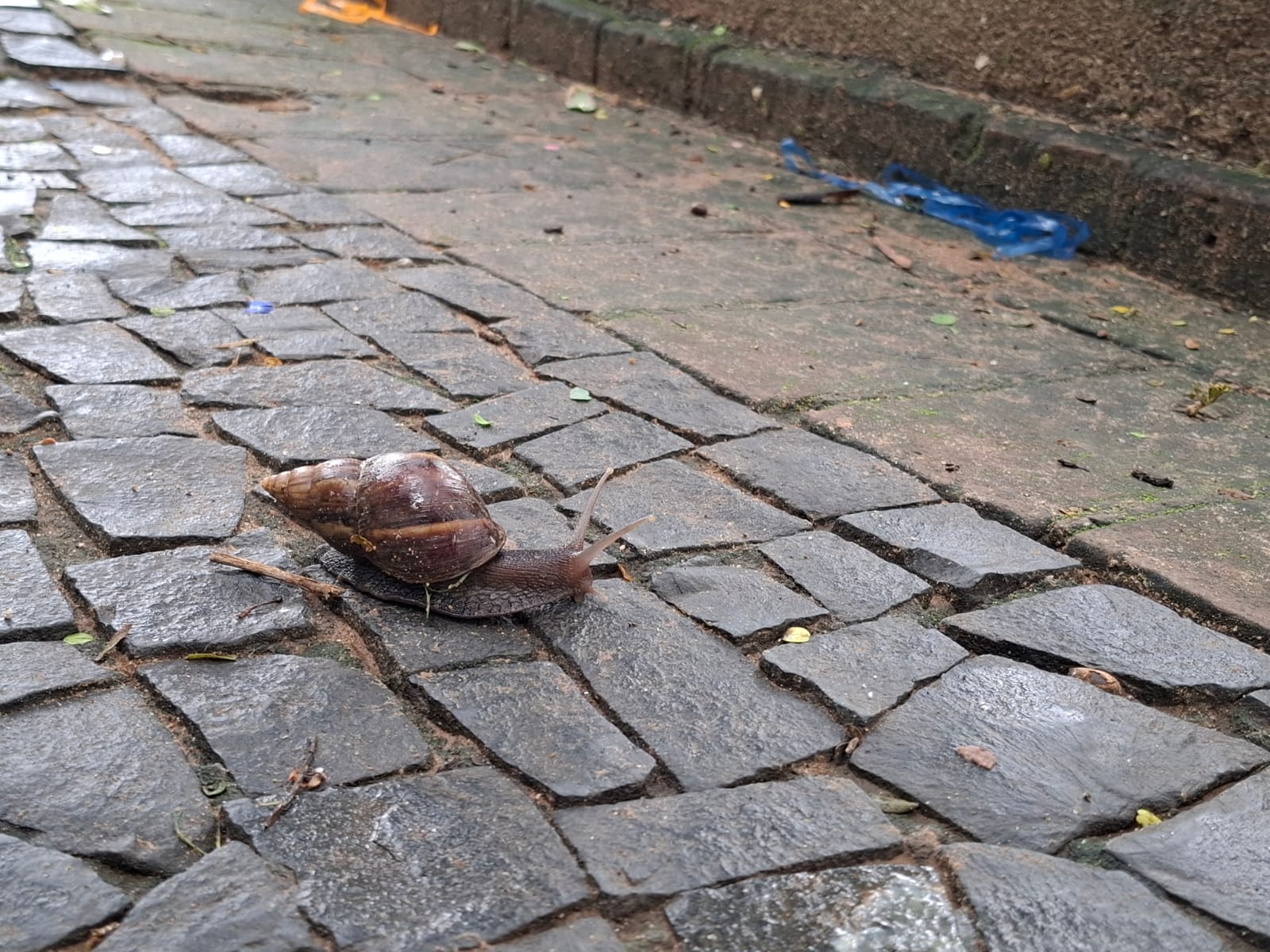 Caramujos africanos preocupam moradores de Campinas na Praça Carlos Gomes